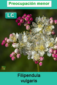 Filipendula vulgaris