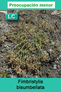 Fimbristylis bisumbellata