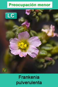 Frankenia pulverulenta