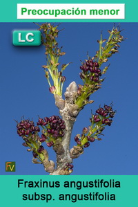 Fraxinus angustifolia angustifolia
