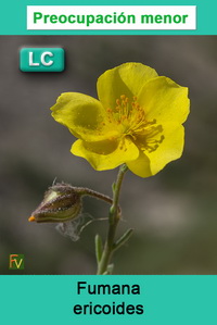 Fumana ericoides