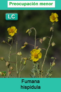Fumana hispidula