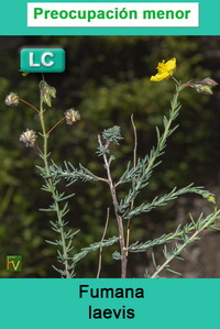 Fumana laevis