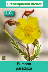 Fumana paradoxa