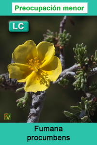 Fumana procumbens