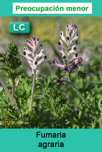 Fumaria agraria
