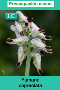 Fumaria capreolata