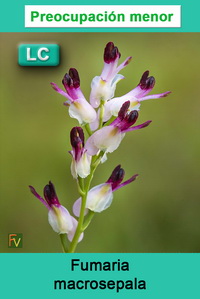Fumaria macrosepala