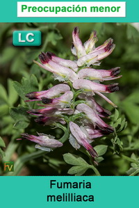 Fumaria melilliaca