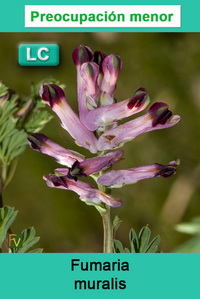 Fumaria muralis
