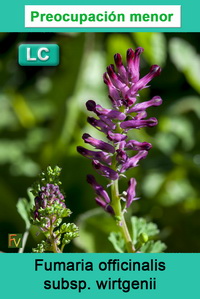 Fumaria officinalis wirtgenii