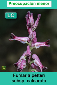 Fumaria petteri calcarata