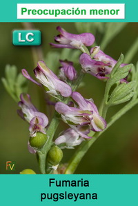 Fumaria pugsleyana