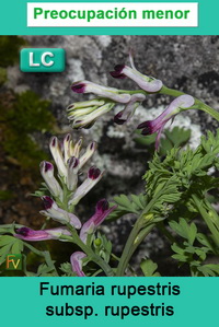 Fumaria rupestris rupestris