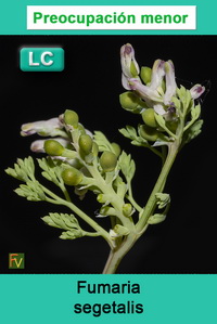 Fumaria segetalis