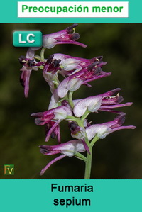 Fumaria sepium