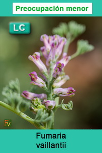 Fumaria vaillantii