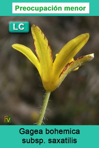 Gagea bohemica saxatilis