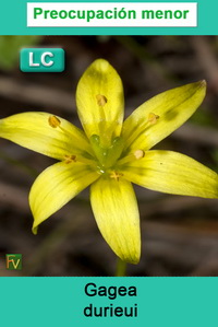 Gagea durieui