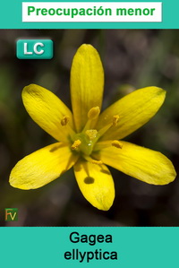 Gagea ellyptica