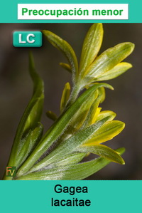 Gagea lacaitae