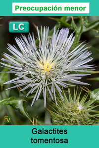 Galactites tomentosa