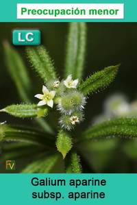 Galium aparine aparine