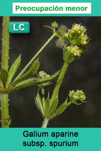Galium aparine spurium