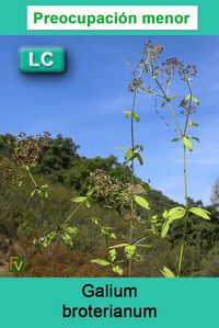Galium broterianum