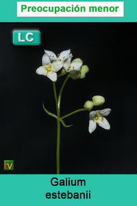Galium estebanii