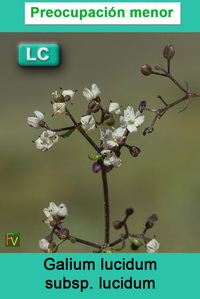 Galium lucidum lucidum