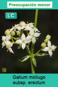 Galium mollugo erectum