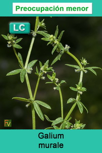 Galium murale