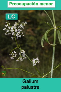Galium palustre