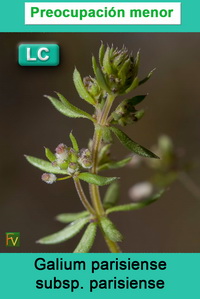 Galium parisiense parisiense