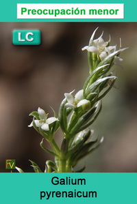 Galium pyrenaicum