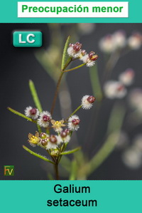 Galium setaceum