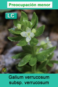 Galium verrucosum verrucosum