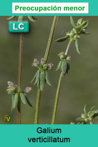 Galium verticillatum