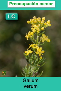 Galium verum