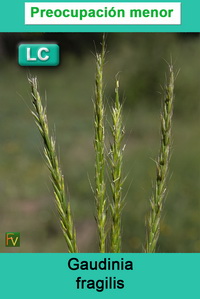 Gaudinia fragilis