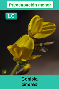 Genista cinerea