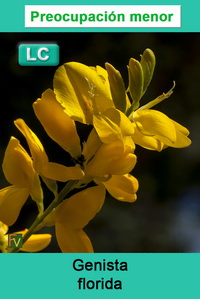 Genista florida