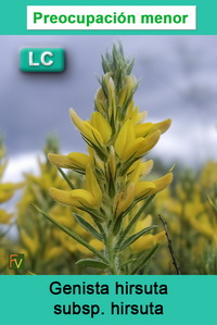Genista hirsuta hirsuta
