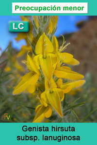 Genista hirsuta lanuginosa