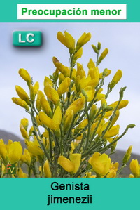 Genista jimenezii