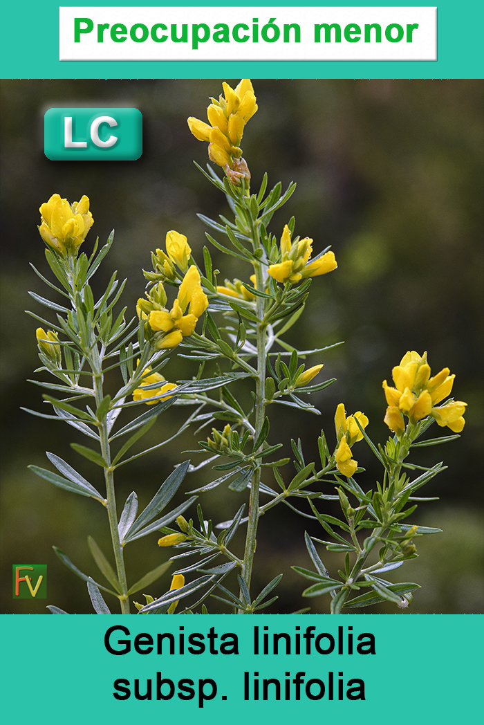 Genista linifolia linifolia
