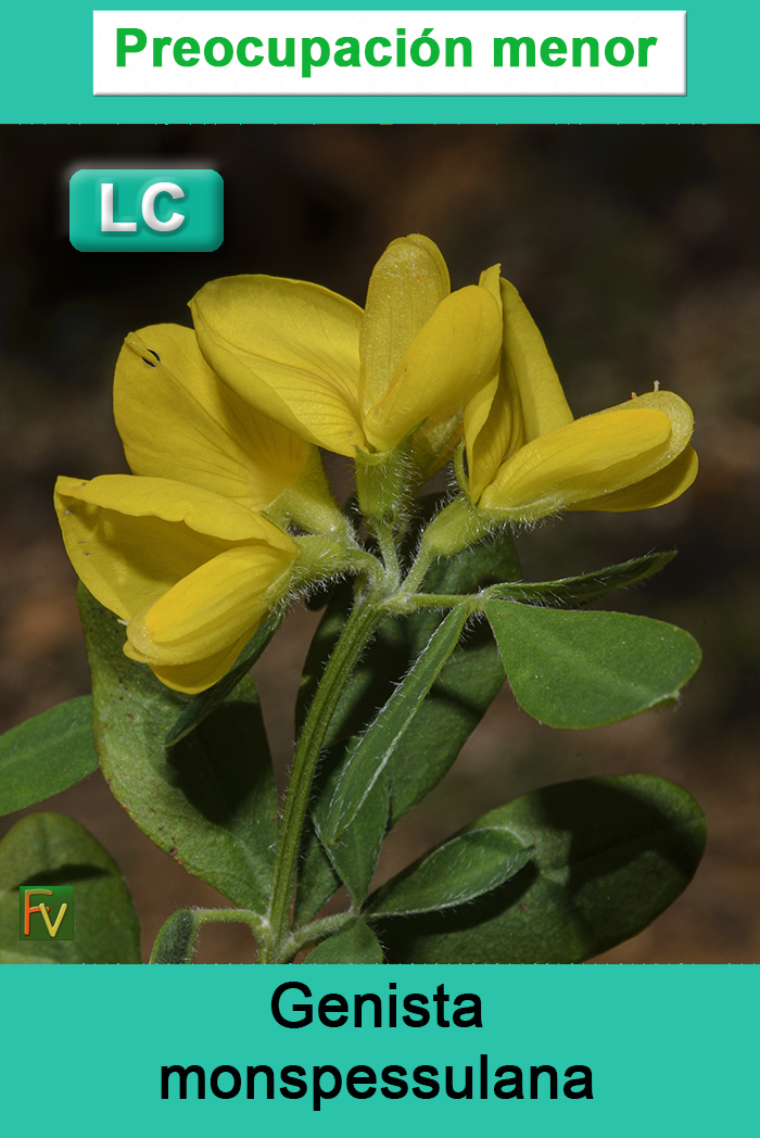 Genista monspessulana