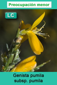 Genista pumila pumila