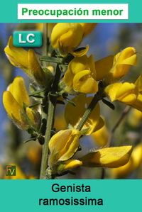 Genista ramosissima